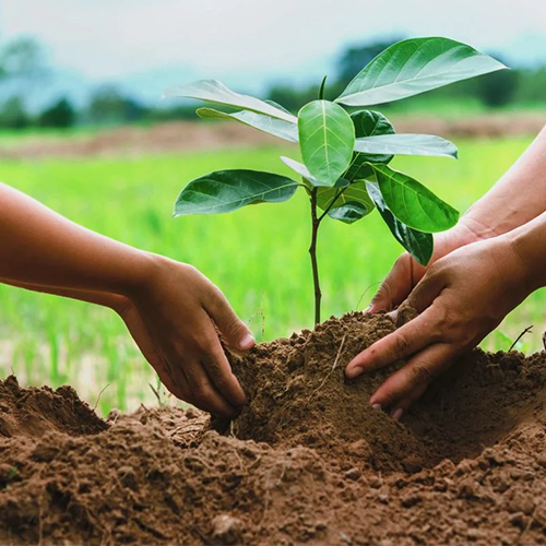 Tree Planting
